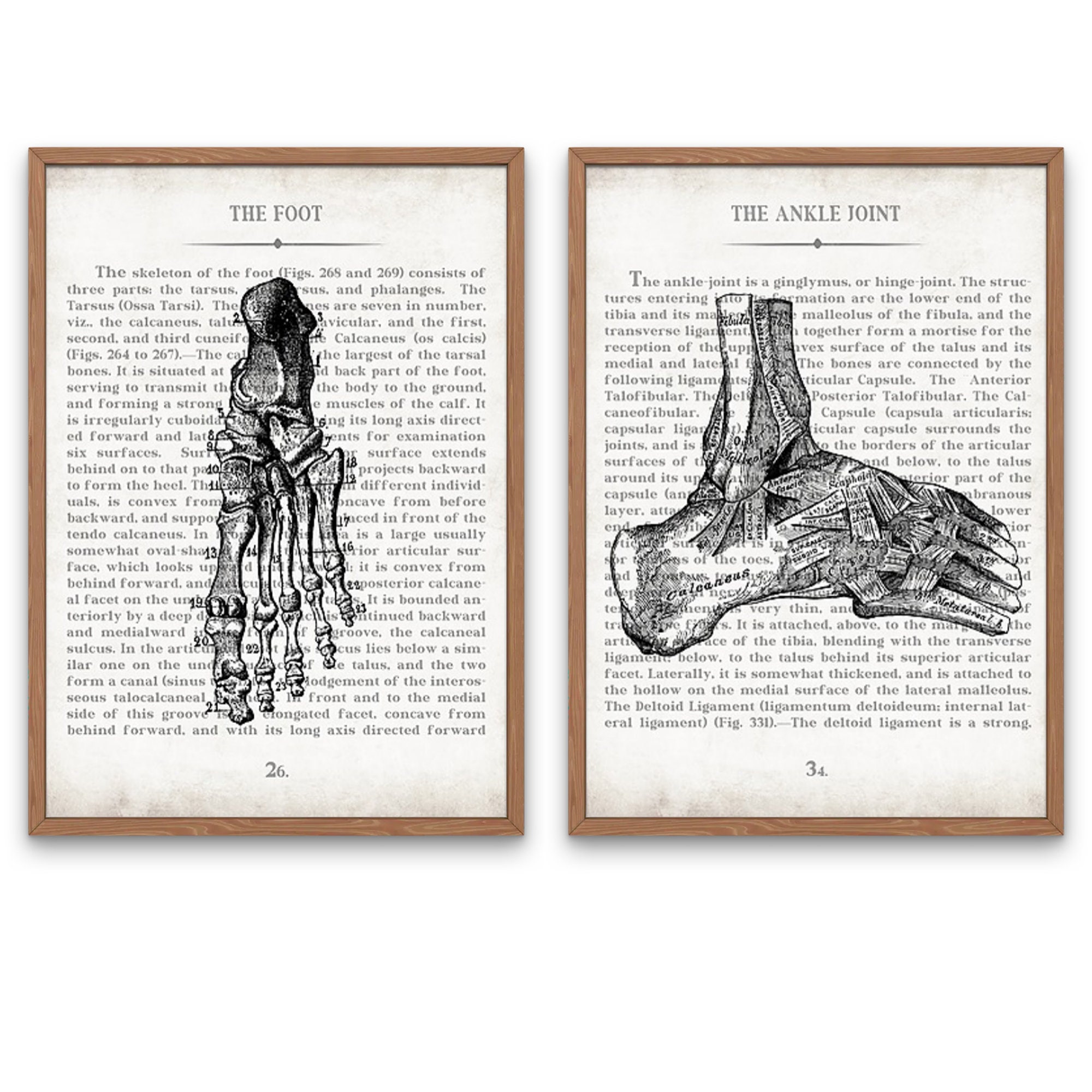 Editorial anatomy illustration of a foot and ankle